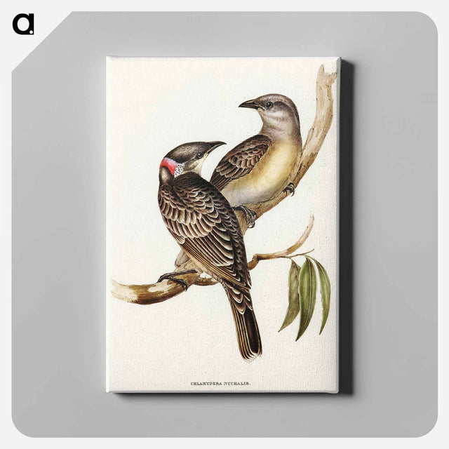 アートパネル-Great Bower Bird
 - オーストラリアの鳥 Canvas.