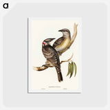 アートポストカード-Great Bower Bird
 - オーストラリアの鳥 Postcard.