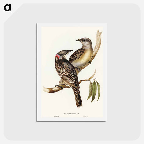 アートポストカード-Great Bower Bird
 - オーストラリアの鳥 Postcard.