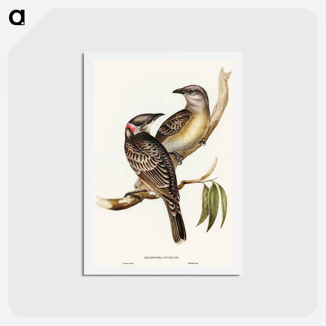 アートポストカード-Great Bower Bird
 - オーストラリアの鳥 Postcard.