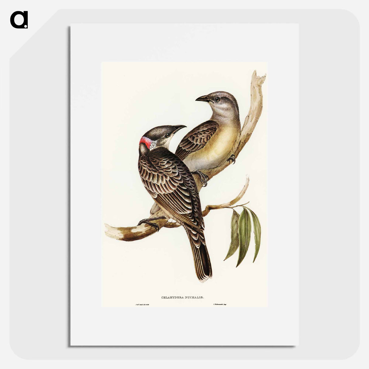 アートポスター-Great Bower Bird
 - オーストラリアの鳥 Poster.