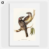 アートポスター-Great Bower Bird
 - オーストラリアの鳥 Poster.