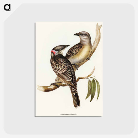アートポストカード-Great Bower Bird
 - オーストラリアの鳥 Postcard.