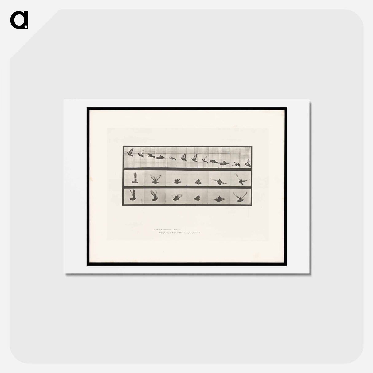 アートポストカード-Flying Cockatoo
 - エドワード マイブリッジ Postcard.