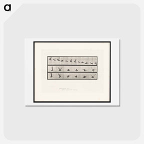 アートポストカード-Flying Cockatoo
 - エドワード マイブリッジ Postcard.