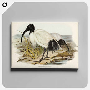 アートパネル-White Ibis
 - ジョン グールド Canvas.