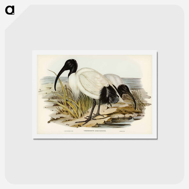 アートポストカード-White Ibis
 - ジョン グールド Postcard.