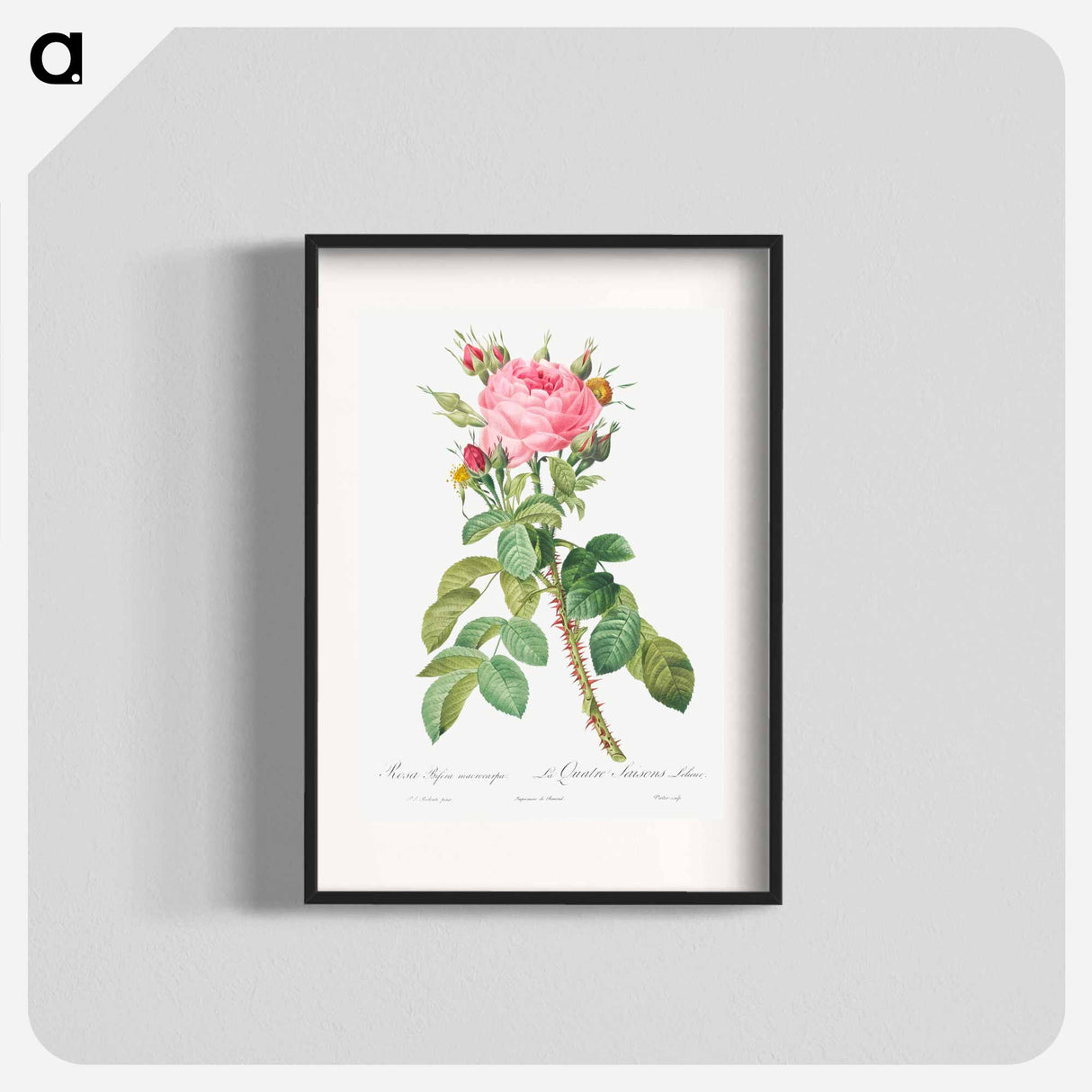 Rosa bifera macrocarpa also known as Lelieur's Four Seasons Rose - Pierre Joseph Redouté Poster.