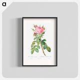 Rosa bifera macrocarpa also known as Lelieur's Four Seasons Rose - Pierre Joseph Redouté Poster.