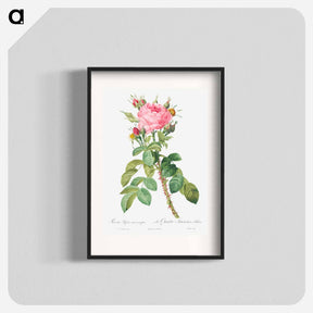 アートポスター-Rosa bifera macrocarpa also known as Lelieur's Four Seasons Rose - ピエール ジョゼフ ルドゥーテ Poster.