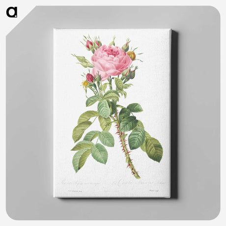 4-82_Pierre-Joseph-Redoute_canvas
