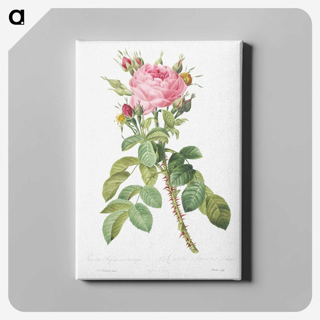 4-82_Pierre-Joseph-Redoute_canvas