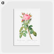 アートポストカード-Rosa bifera macrocarpa also known as Lelieur's Four Seasons Rose - ピエール ジョゼフ ルドゥーテ Postcard.