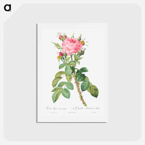 アートポストカード-Rosa bifera macrocarpa also known as Lelieur's Four Seasons Rose - ピエール ジョゼフ ルドゥーテ Postcard.
