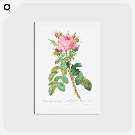 アートポストカード-Rosa bifera macrocarpa also known as Lelieur's Four Seasons Rose - ピエール ジョゼフ ルドゥーテ Postcard.