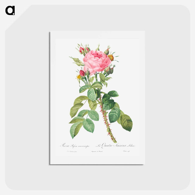 アートポストカード-Rosa bifera macrocarpa also known as Lelieur's Four Seasons Rose - ピエール ジョゼフ ルドゥーテ Postcard.