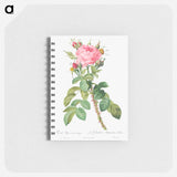 Rosa bifera macrocarpa also known as Lelieur's Four Seasons Rose - ピエール ジョゼフ ルドゥーテ Memo.