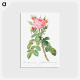 アートポストカード-Rosa bifera macrocarpa also known as Lelieur's Four Seasons Rose - ピエール ジョゼフ ルドゥーテ Postcard.