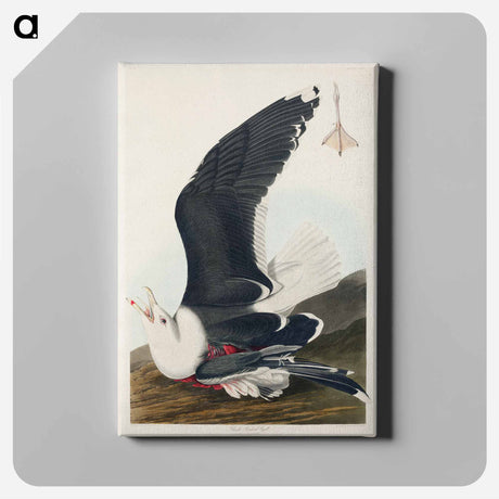 アートパネル-Black Backed Gull from Birds of America
 - アメリカの鳥たち Canvas.