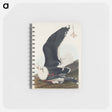 アートメモ帳-Black Backed Gull from Birds of America
 - アメリカの鳥たち Memo.