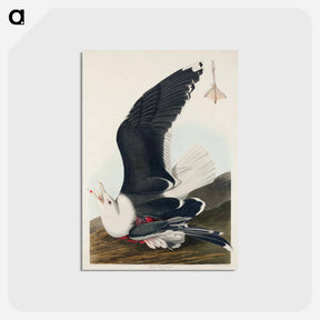 アートポストカード-Black Backed Gull from Birds of America
 - アメリカの鳥たち Postcard.