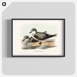 アートポスター-Soft-plumaged Petrel
 - オーストラリアの鳥 Poster.