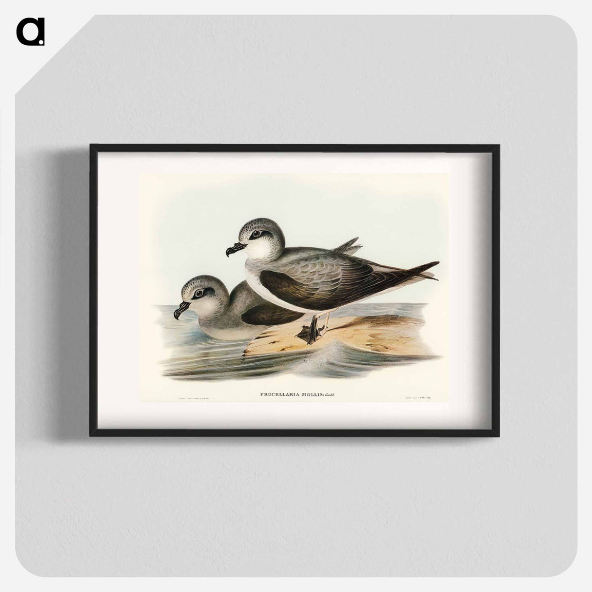 アートポスター-Soft-plumaged Petrel
 - オーストラリアの鳥 Poster.