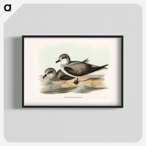 アートポスター-Soft-plumaged Petrel
 - オーストラリアの鳥 Poster.