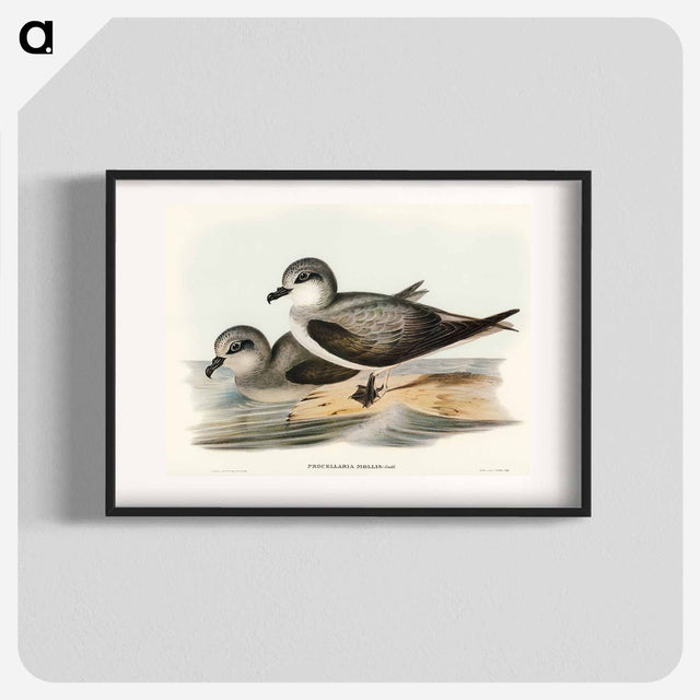 アートポスター-Soft-plumaged Petrel
 - オーストラリアの鳥 Poster.