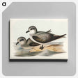 アートパネル-Soft-plumaged Petrel
 - オーストラリアの鳥 Canvas.
