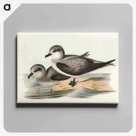 アートパネル-Soft-plumaged Petrel
 - オーストラリアの鳥 Canvas.