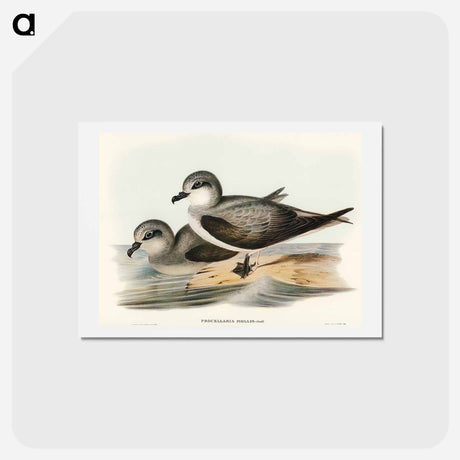 アートポストカード-Soft-plumaged Petrel
 - オーストラリアの鳥 Postcard.