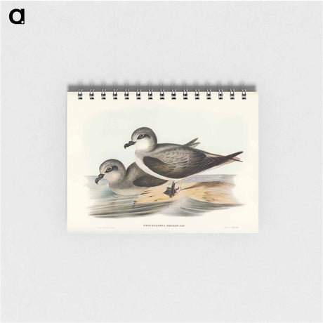 アートメモ帳-Soft-plumaged Petrel
 - オーストラリアの鳥 Memo.