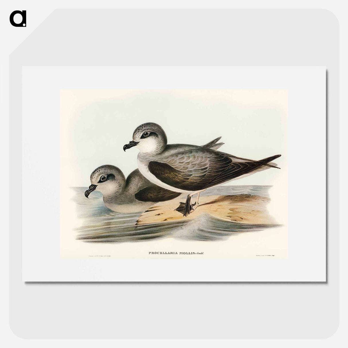 アートポスター-Soft-plumaged Petrel
 - オーストラリアの鳥 Poster.