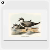 アートポスター-Soft-plumaged Petrel
 - オーストラリアの鳥 Poster.
