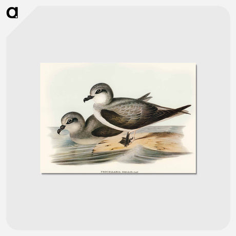 アートポストカード-Soft-plumaged Petrel
 - オーストラリアの鳥 Postcard.