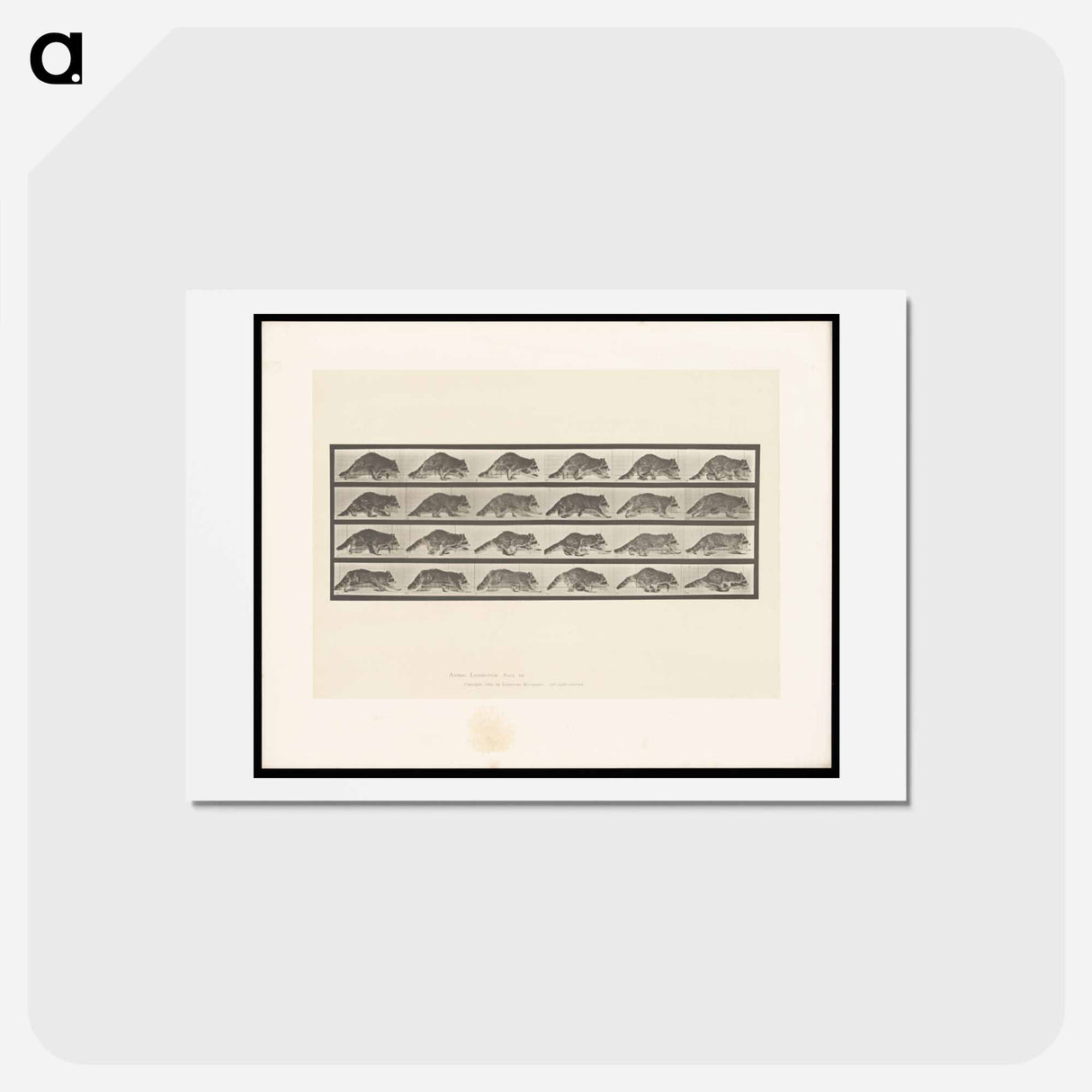 アートポストカード-Running Raccoon
 - エドワード マイブリッジ Postcard.