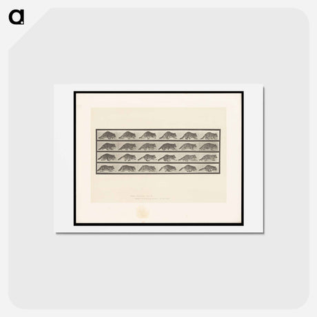 アートポストカード-Running Raccoon
 - エドワード マイブリッジ Postcard.