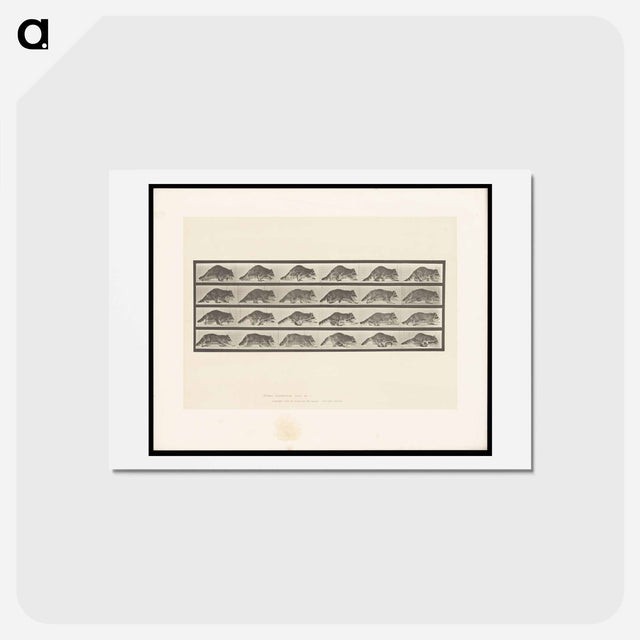 アートポストカード-Running Raccoon
 - エドワード マイブリッジ Postcard.
