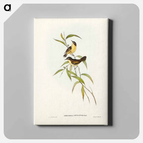 アートパネル-Buff-breasted Scrubwren
 - ジョン グールド Canvas.