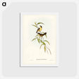 アートポストカード-Buff-breasted Scrubwren
 - ジョン グールド Postcard.
