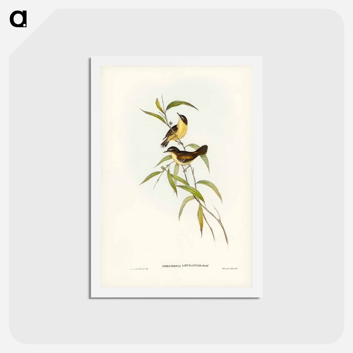 アートポストカード-Buff-breasted Scrubwren
 - ジョン グールド Postcard.