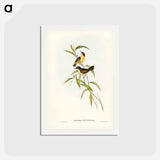 アートポストカード-Buff-breasted Scrubwren
 - ジョン グールド Postcard.