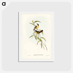 アートポストカード-Buff-breasted Scrubwren
 - ジョン グールド Postcard.