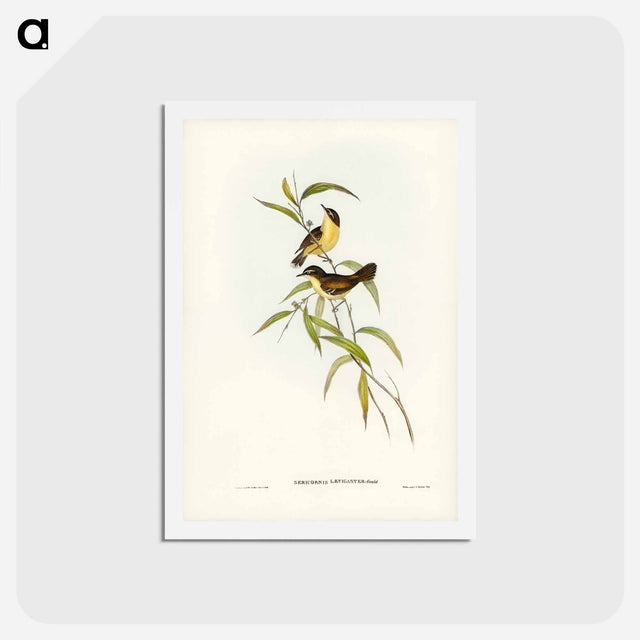 アートポストカード-Buff-breasted Scrubwren
 - ジョン グールド Postcard.