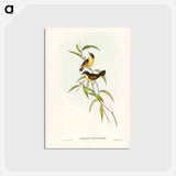 アートポストカード-Buff-breasted Scrubwren
 - ジョン グールド Postcard.