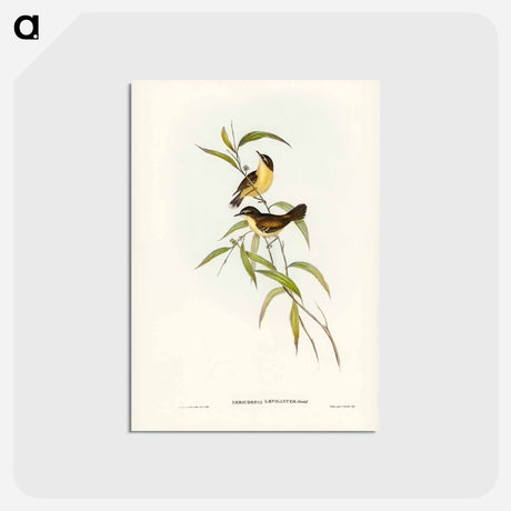 アートポストカード-Buff-breasted Scrubwren
 - ジョン グールド Postcard.