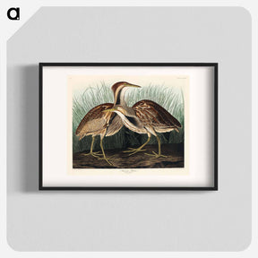 アートポスター-American Bittern
 - ジョン ジェームス オーデュボン Poster.