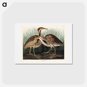 アートポストカード-American Bittern
 - ジョン ジェームス オーデュボン Postcard.
