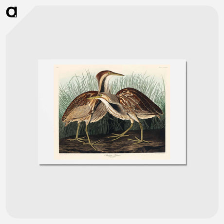 アートポストカード-American Bittern
 - ジョン ジェームス オーデュボン Postcard.